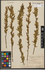 Foto von Salix triandra subsp. triandra L.
